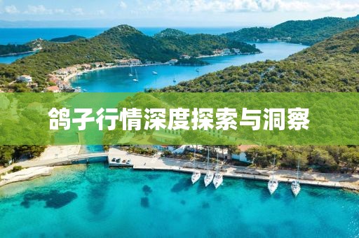 鸽孑行情深度探索与洞察