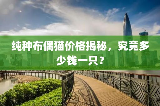 纯种布偶猫价格揭秘，究竟多少钱一只？