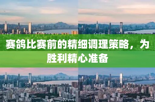赛鸽比赛前的精细调理策略，为胜利精心准备