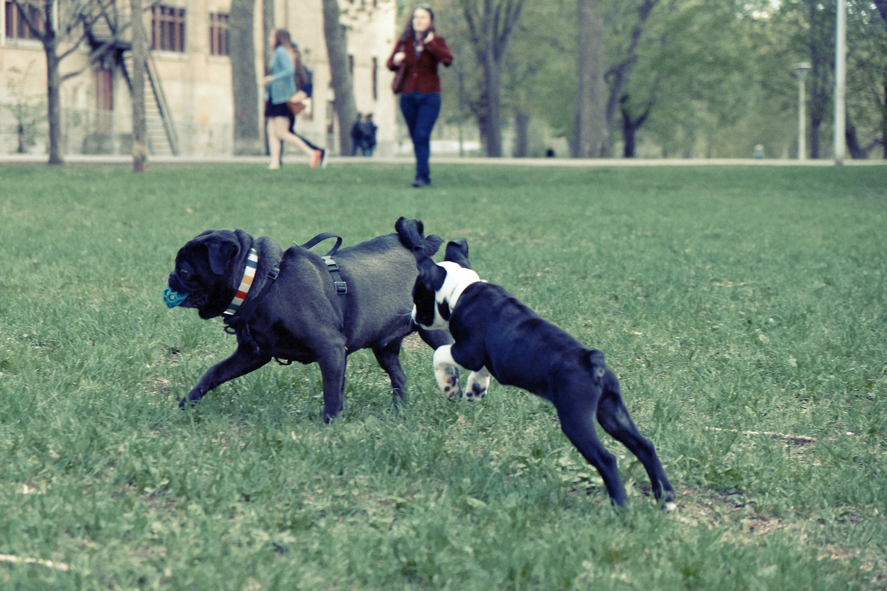 最新犬种繁殖资讯，探索犬界新动态与未来趋势
