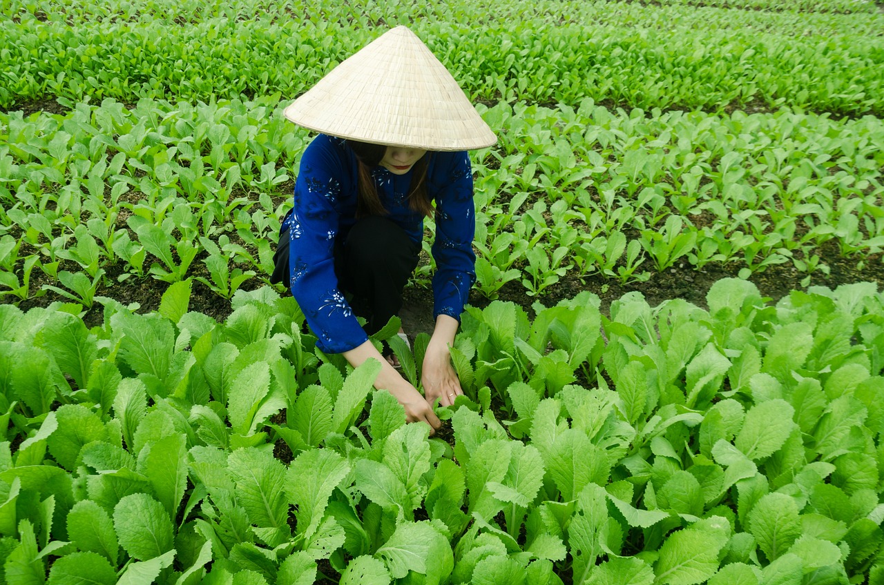 蔬菜移栽机价格及市场分析概述