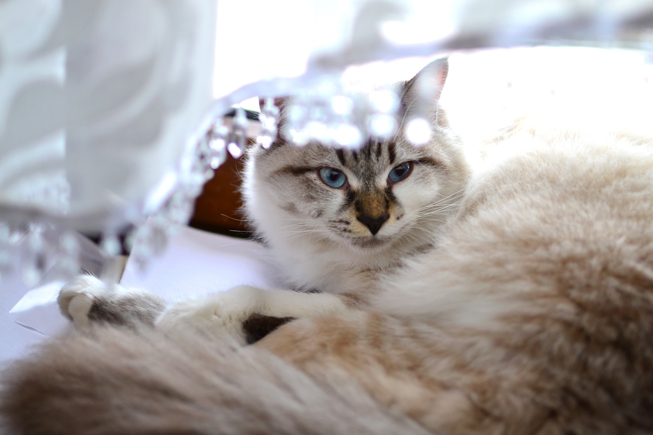 猫和狗的世界，动漫奇幻之旅