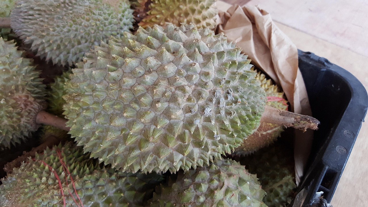 马连庄甜瓜上市季节揭秘，品味甜美，享受季节馈赠