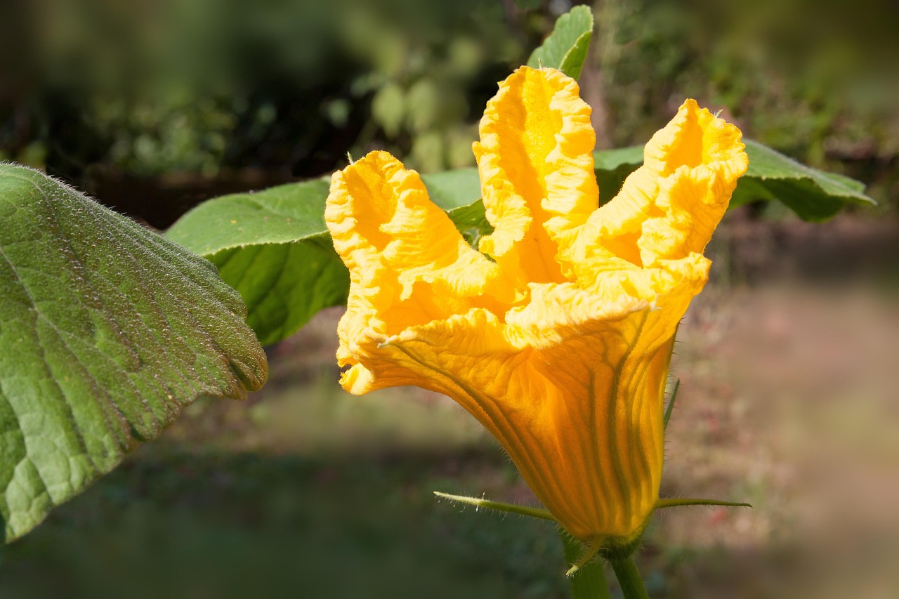 花开海上生态园门票价格与生态价值探索