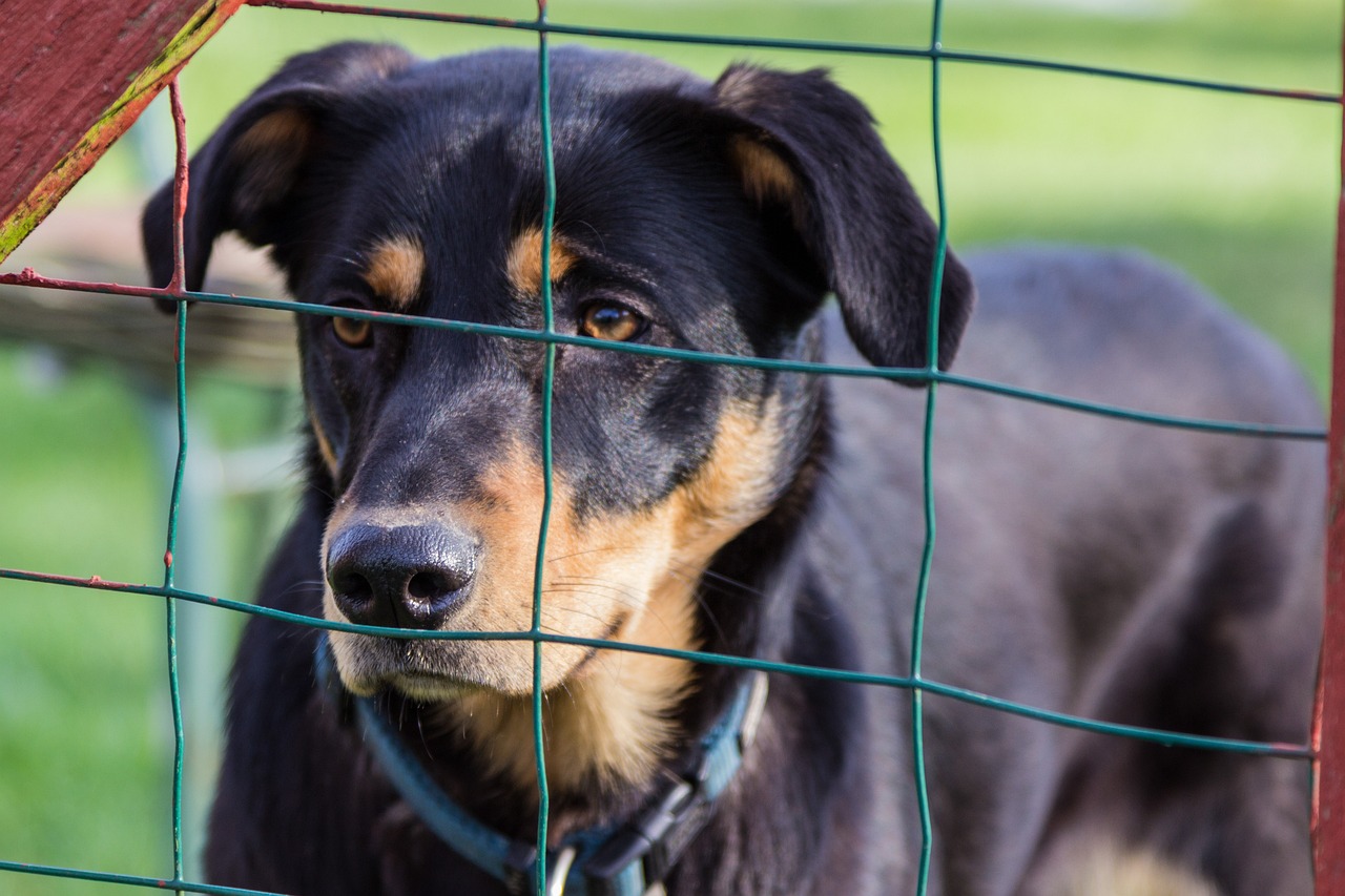 比熊犬价格解析，市场分析与影响因素探讨
