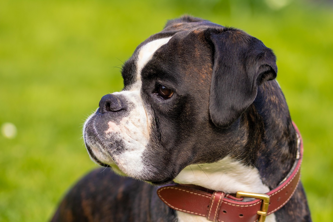 最新比特犬出售攻略，品质特点与选购须知