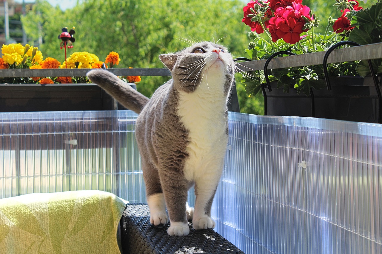 动漫头像猫咪，萌文化的独特魅力与流行趋势的体现