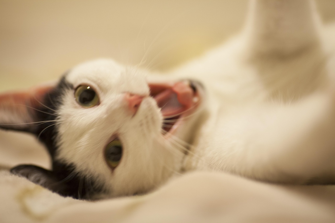 探索猫奴世界的新潮流与趣味，猫咪57最新动态分享