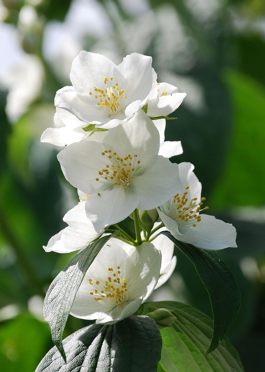 丁香花演员，舞台与人生的美丽传奇