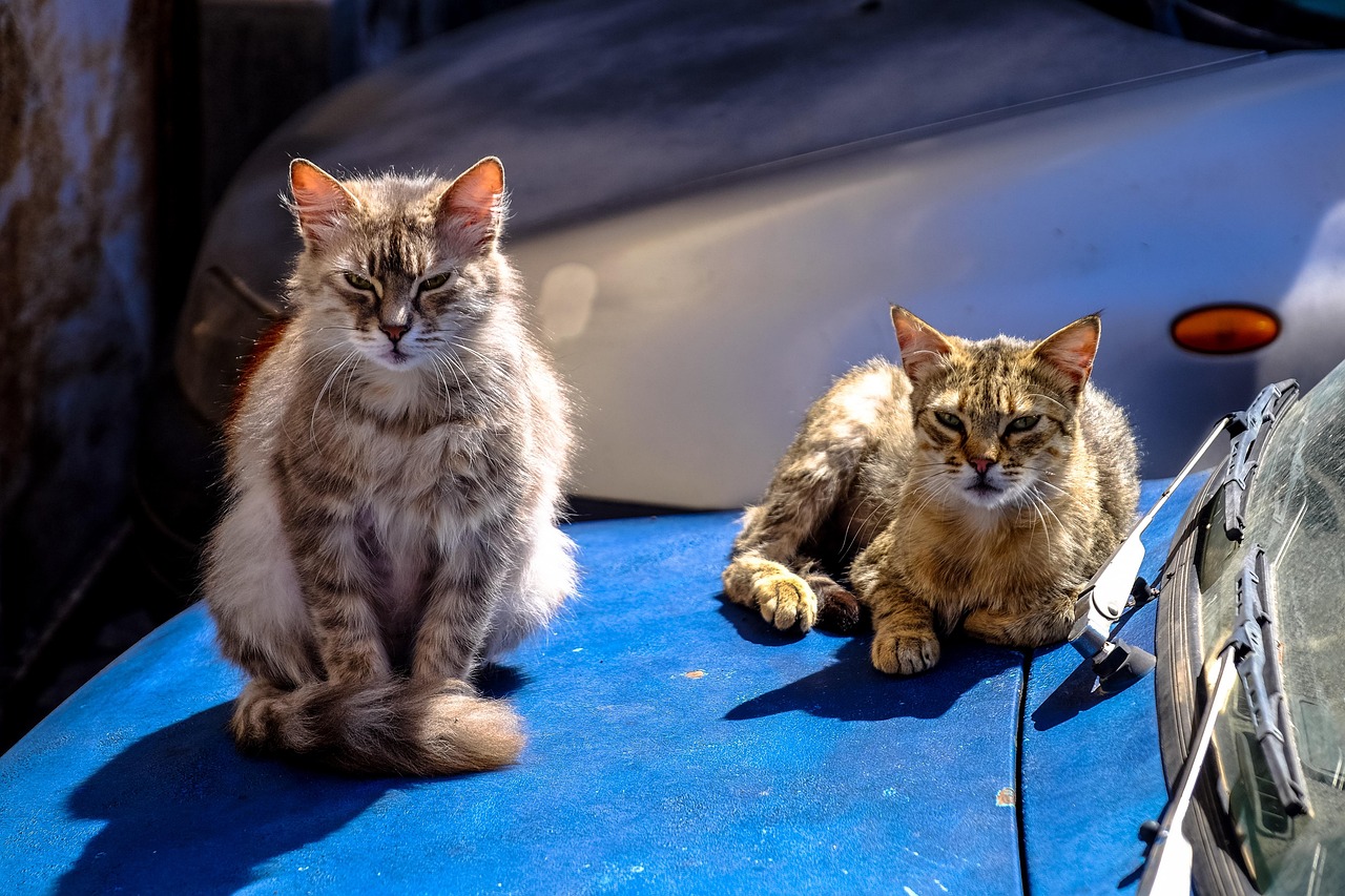 萌力四溢！猫咪动漫情头展现二次元魅力
