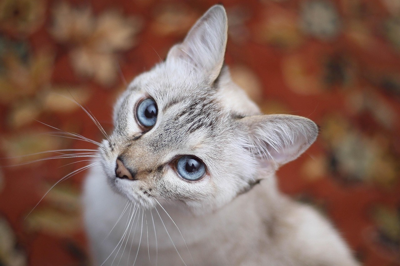 非洲猪瘟最新动态，全球防控形势及应对策略探讨