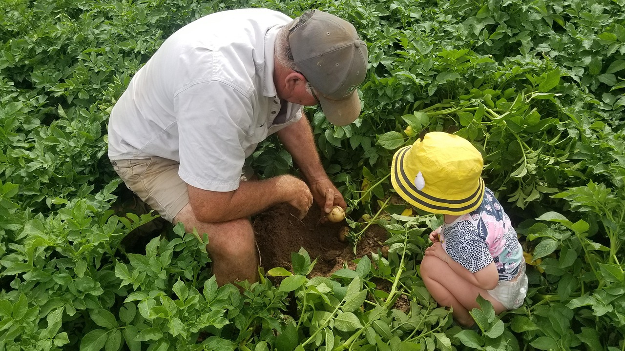 革新农业技术典范，最新土豆机亮相，引领土豆种植新时代