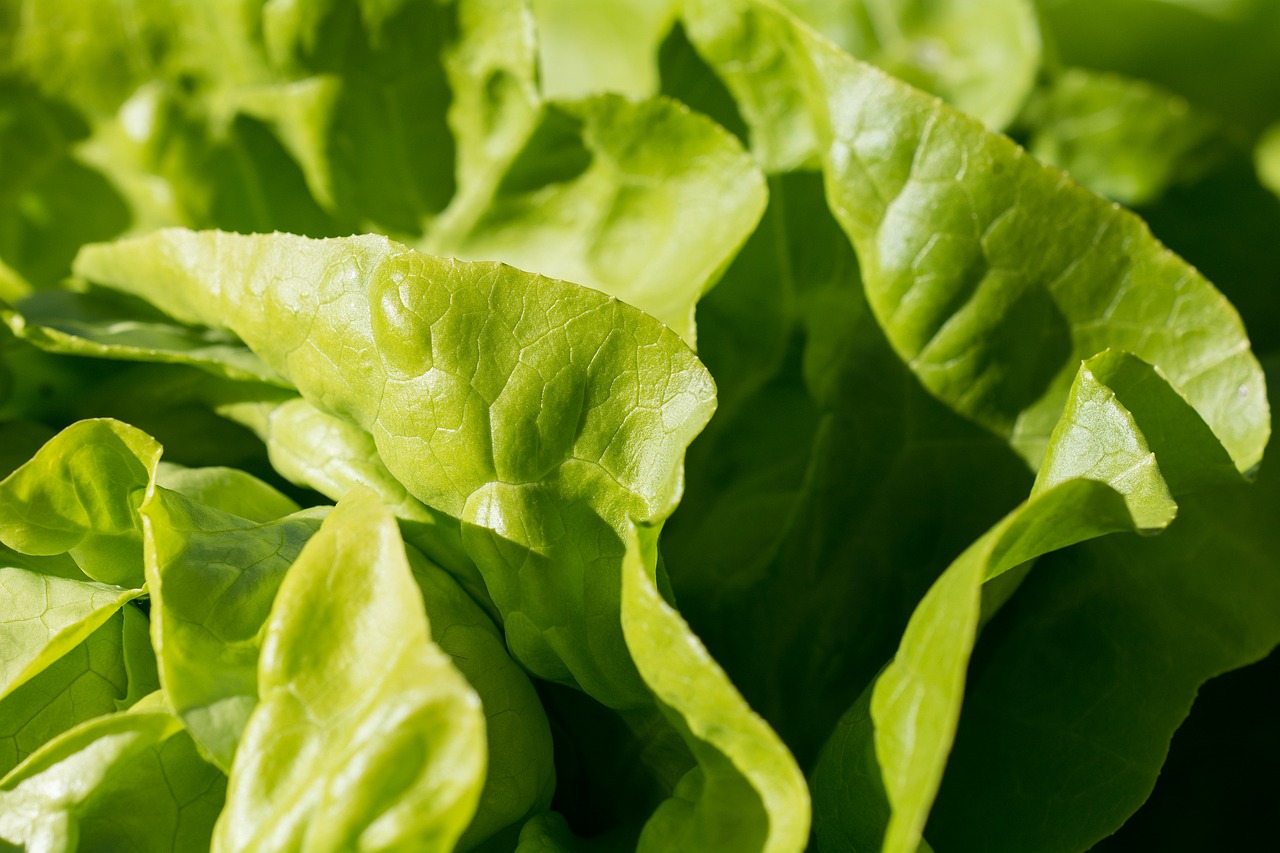 昆明蔬菜批发最新价格概览，最新价格信息一览无余