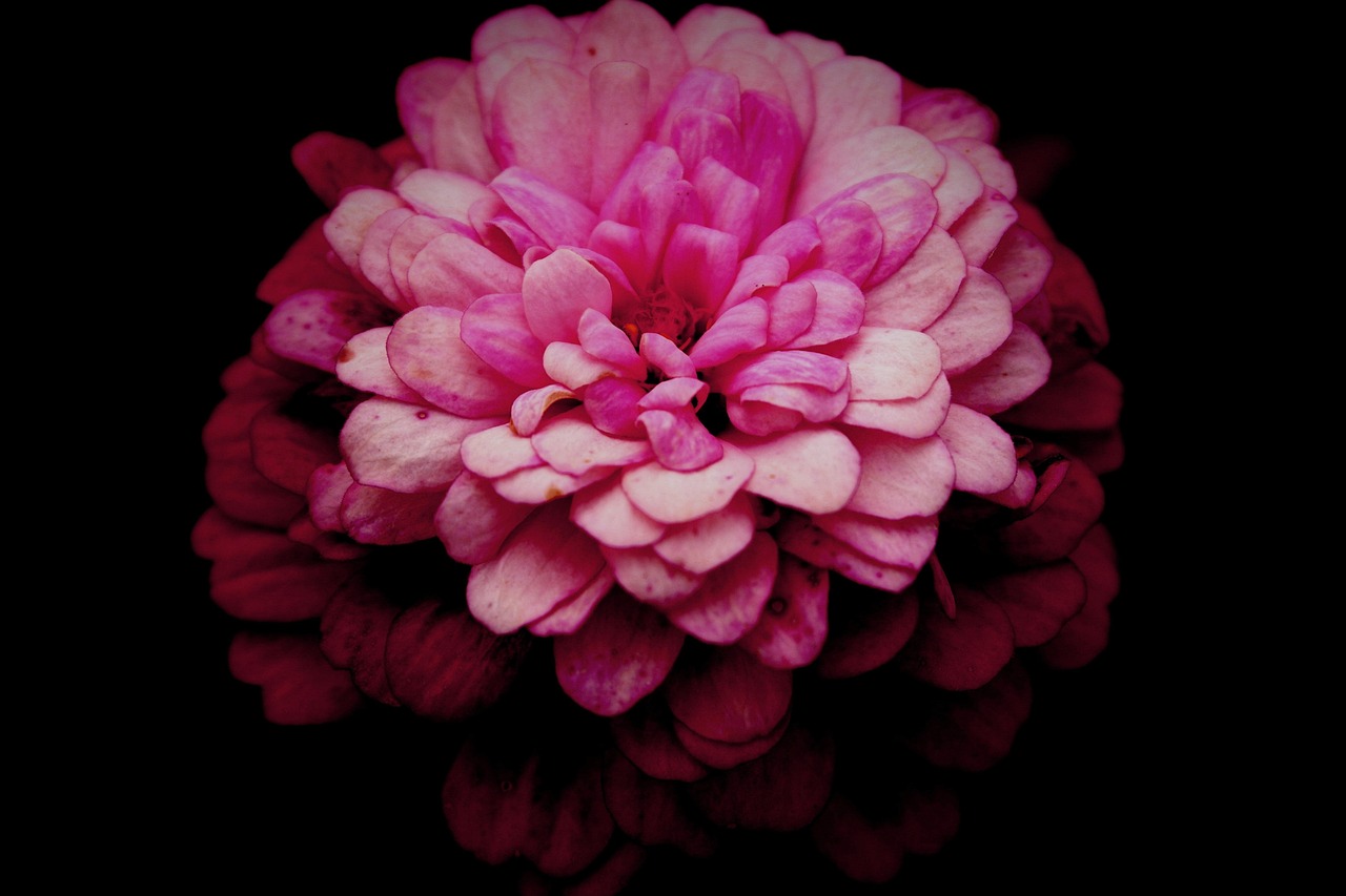 丁香花电视剧，荧屏上绽放的绝美之花
