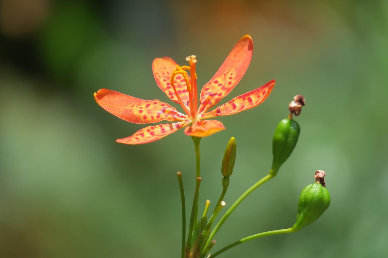 最新花艺教程探索，花艺的无穷魅力