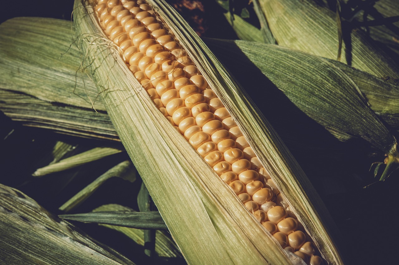 黑龙江牡丹江玉米价格最新行情及分析概述