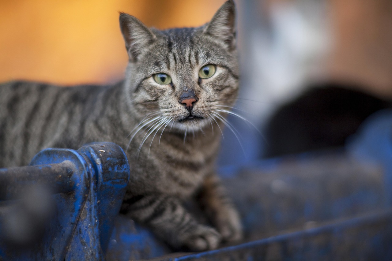 伊人最新猫咪，时尚与生活的完美融合