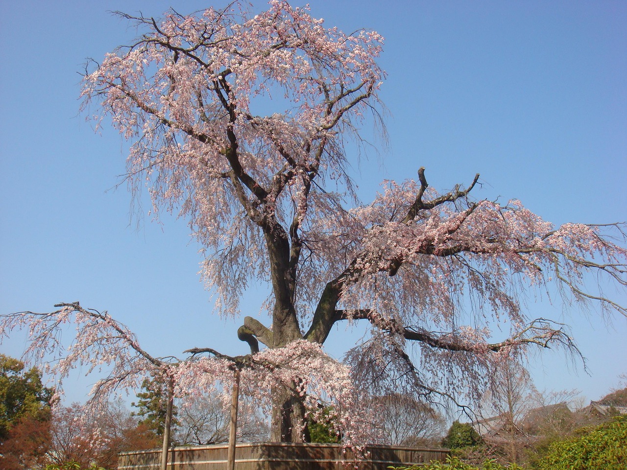 八重红枝垂樱花价格详解，影响因素与价格探讨