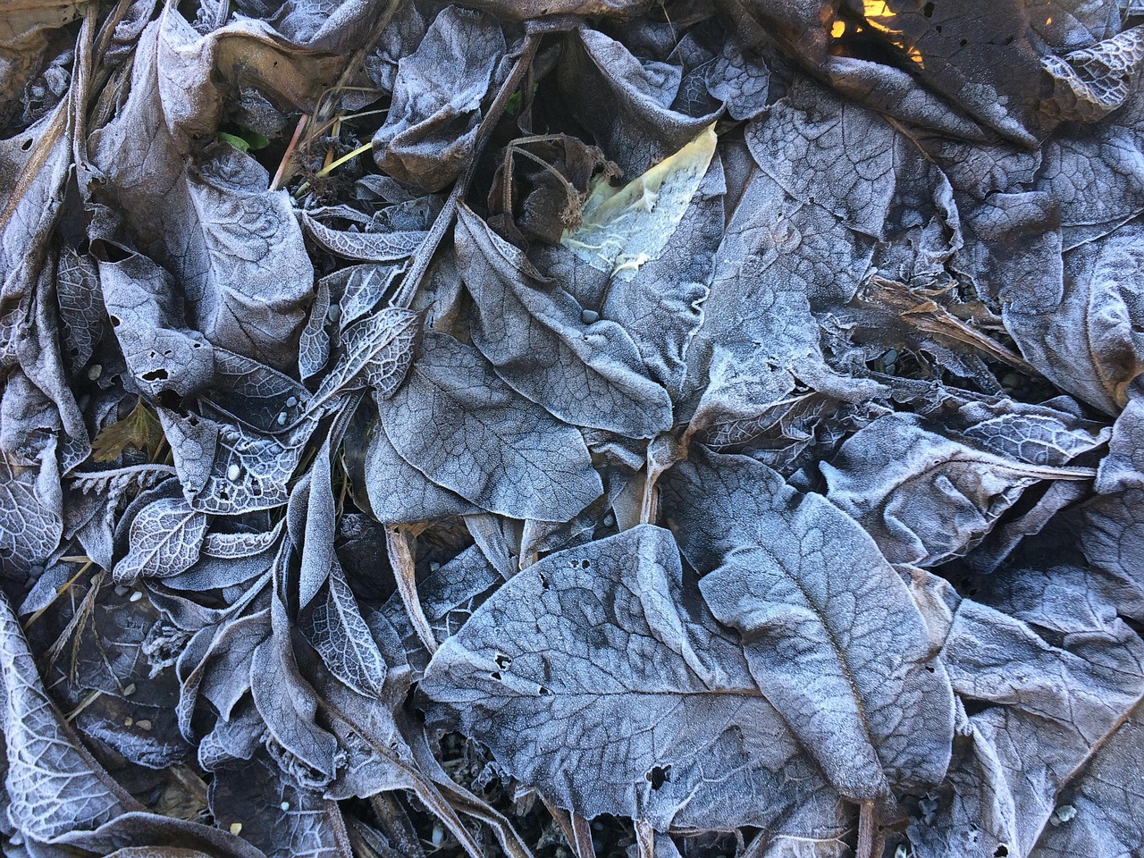 枫林水岸最新动态揭秘，繁荣之地的崭新面貌